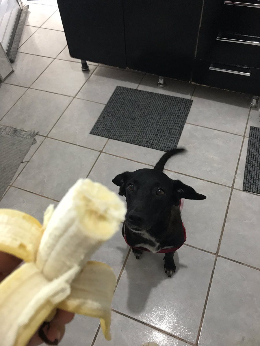 Oi mãe, me dá um pedacinho? 🥰 
#Pandora #dog #preta #mydog #bebe