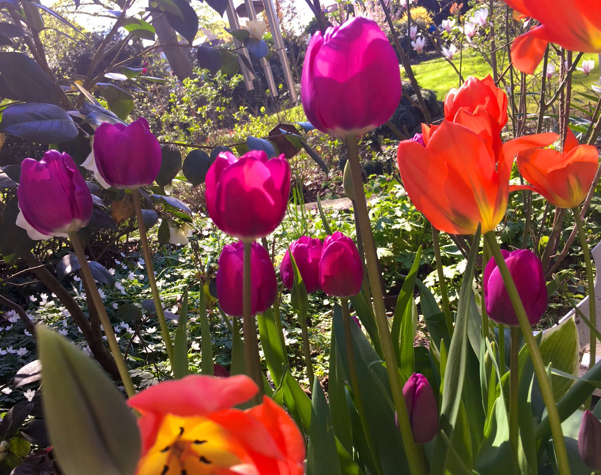 Strauß oder nicht Strauß, das ist hier die Frage.