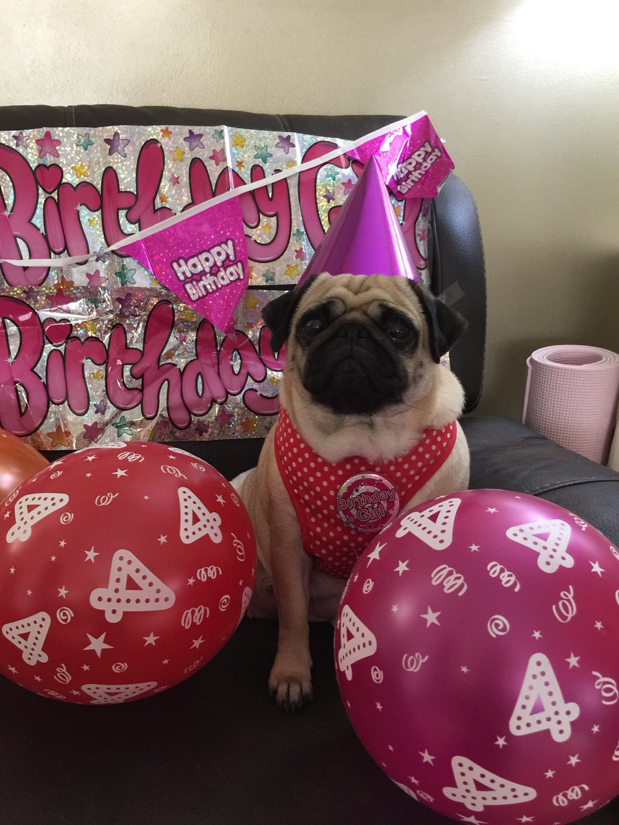 pixie_pug's tweet image. Happy 4th birthday to me 🎉 #HappyBirthday #birthdaygirl