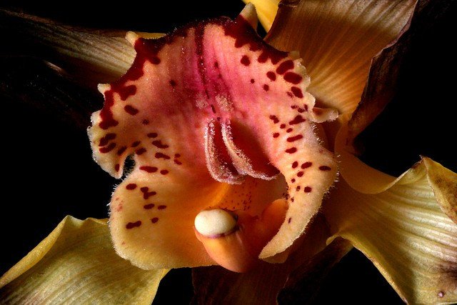 randalla808's tweet image. 414. sin, sex, and marriage (part 4) — the purpose of sex flavorandillumination.wordpress.com/2019/04/16/414…