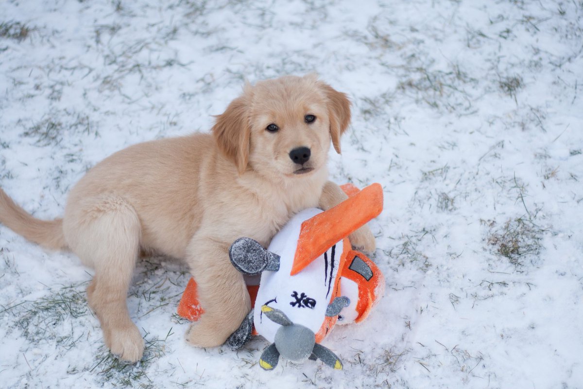 setting_north's tweet photo. When I grows up, I want to be a pilot, just like you daddy #aviation #pilot #puppy #goldenretriever #goldens #dreamer #flyig #avgeek #aviationdaily https://t.co/wkFozlmNkk