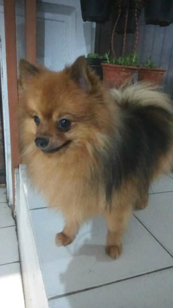 pceyeolf's tweet photo. Anjing jam segini gonggong mulu anjing, liat apaan si anjing, bacot banget anjing https://t.co/0Qmfxn2sEE