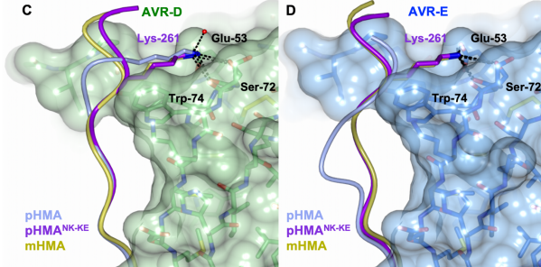 Glad to share my work with @MarinaFran8 in bioRxiv. Thanks to @mjbanfield and our colleagues @ryoheiterauchi and @KamounLab. Great to be part of the #BlastOFF team!
#PlantImmunity #Engineering

biorxiv.org/content/10.110…