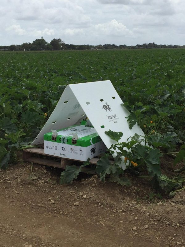 koppertus's tweet photo. During hot days in #watermelon fields it is vital to provide shade for bumblebees to ensure optimal #pollination. Keeping the 🐝ensures they focus their energy on pollination &amp; not keeping the hive cool. Learn more at  https://t.co/OHy3sMo7rr https://t.co/44hgeR7ID8