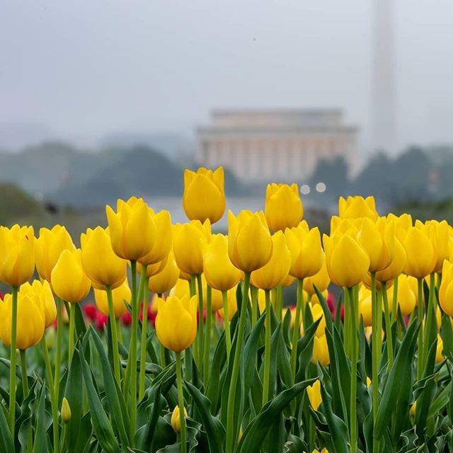 DMV Area tweet media