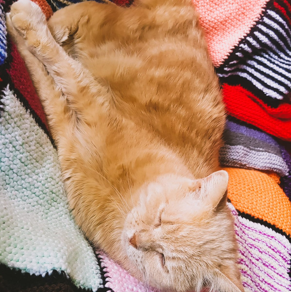 AppleBeGrumpy's tweet photo. Good morning from the grumpiest face in town! #RBF #RestingGrumpyFace 

[2 photos of an older orange cat on a knit rainbow blanket. In the 1st photo, she is in a limp curl with head &amp; feet together. In the 2nd photo, she has rolled &amp; stretched so her squinting face is toward us.] https://t.co/g0HBv5bgn7
