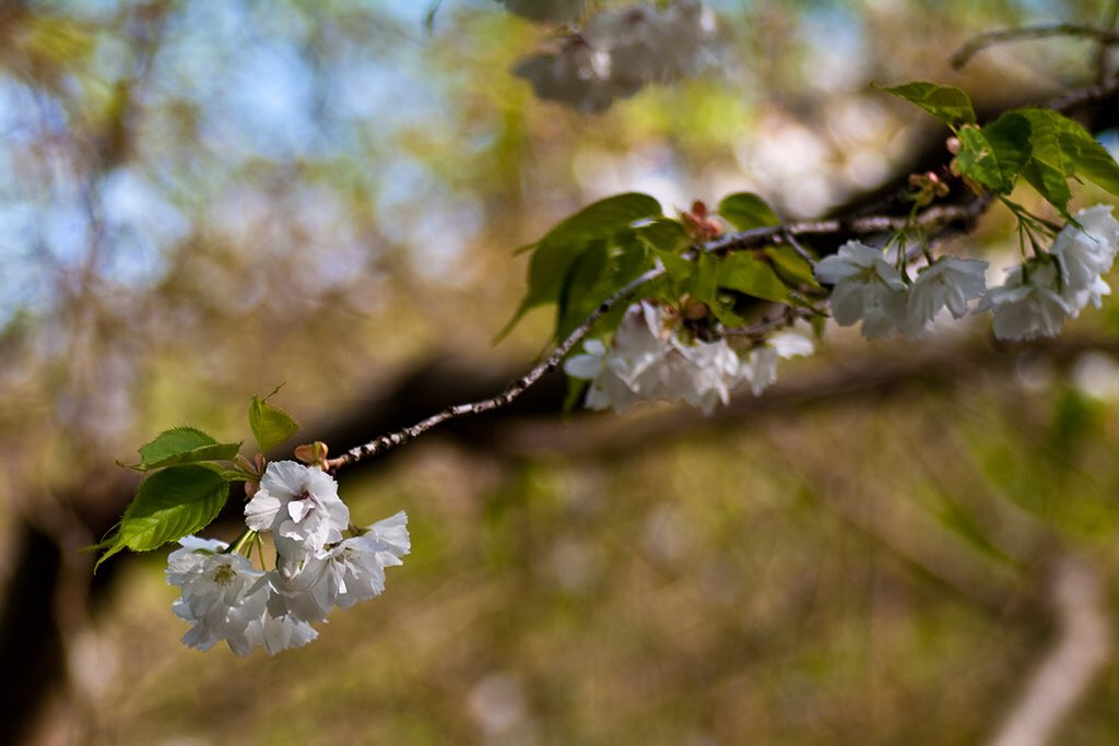 terzwerk photo
