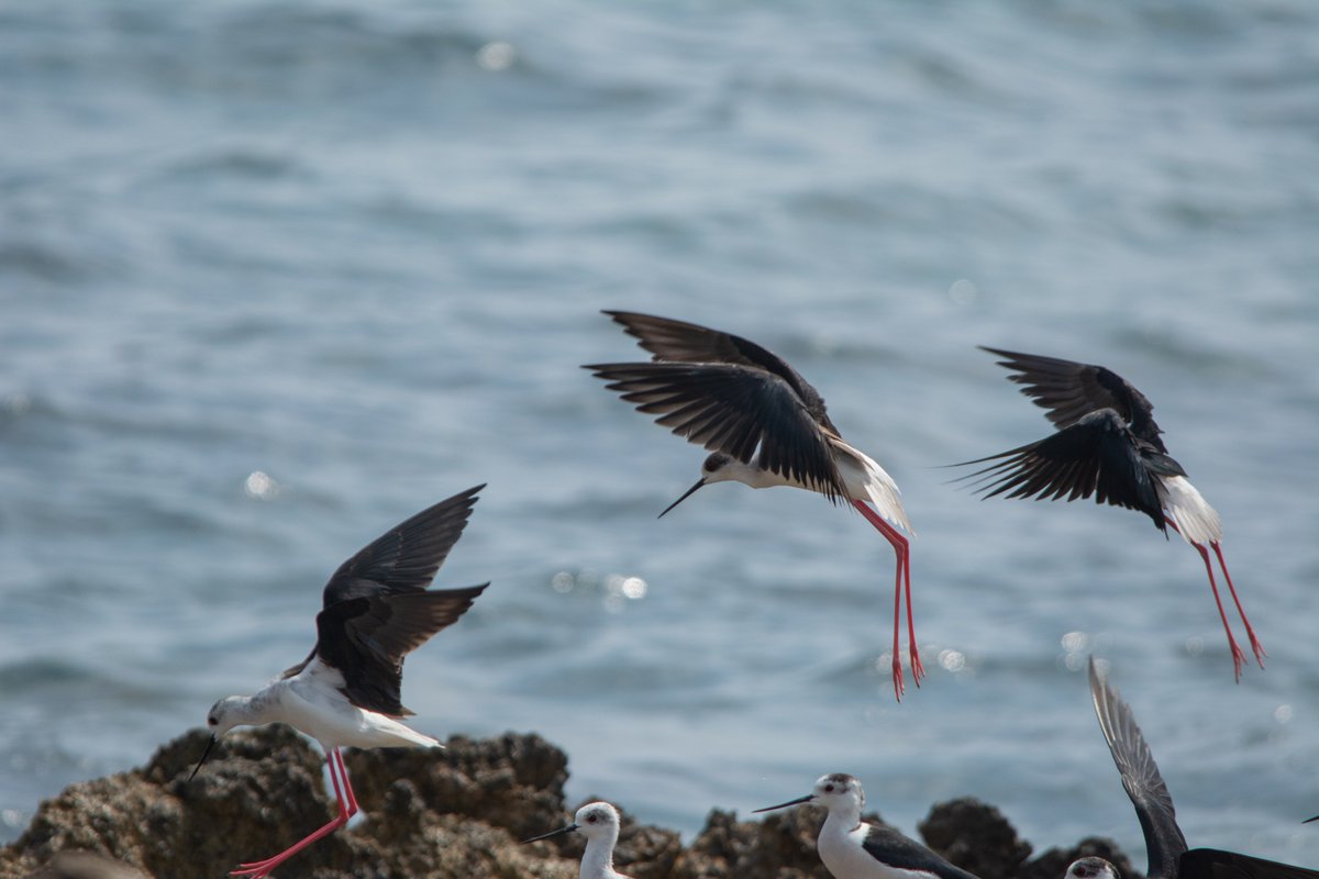 Moorfeathers's tweet photo. A couple from sunny (ish) Mallorca 😎
@EFRSblog 
@MBirdwatching https://t.co/oL3FJrYNOC