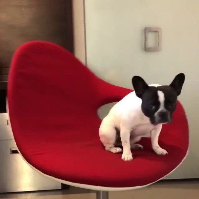 'What are you doing to me Dad?' - @stellathefrenchiebebe
.
#puppydogvideos #puppyvideo #frenchievideo #dogsofchicago #frenchbulldogpuppy #stella_and_friends #frenchie1 #funnyvideo bit.ly/2IBJowv