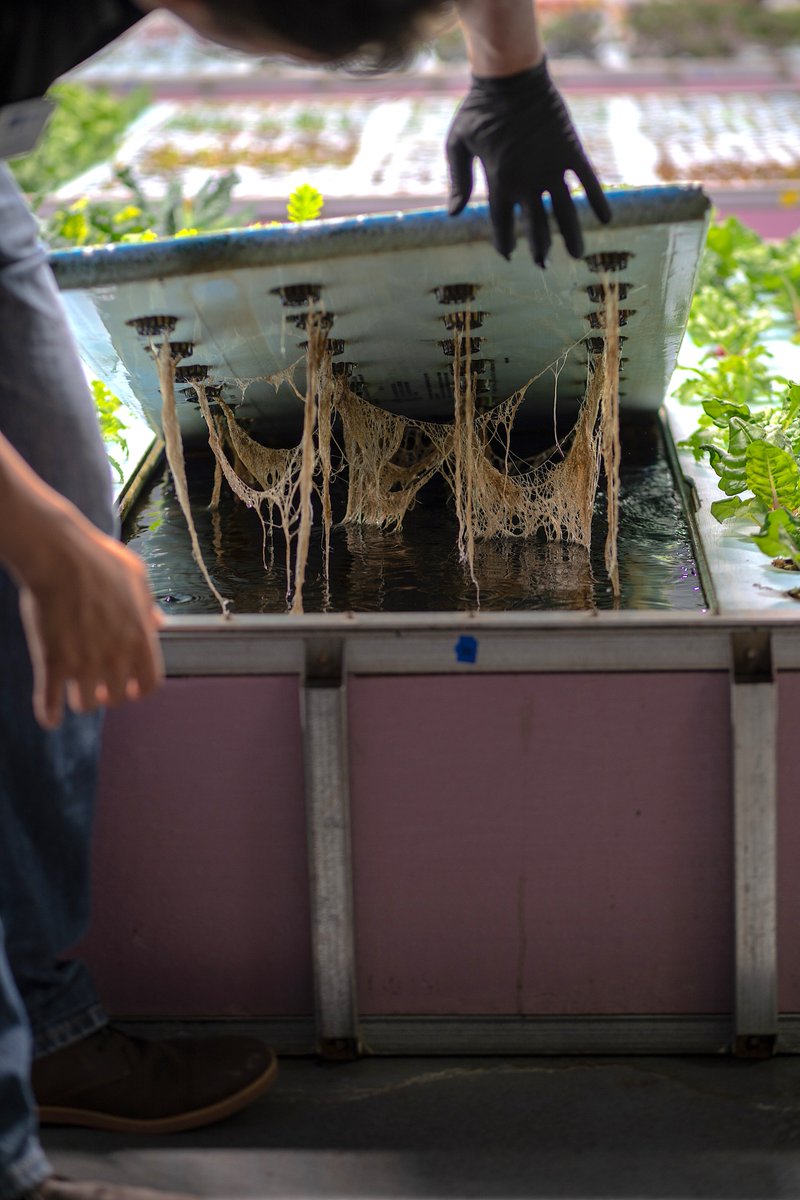 TrifectaEco's tweet photo. Why do we use #aquaponics? With the #nutrients from our fish, we’re able to grow high quality food in less space and time. We’re also able to save almost 90% of water compared to traditional farming. We’re bringing aquaponics to even more cities...stay tuned! #CitythatFeedsItself https://t.co/mi1LrSgnAt