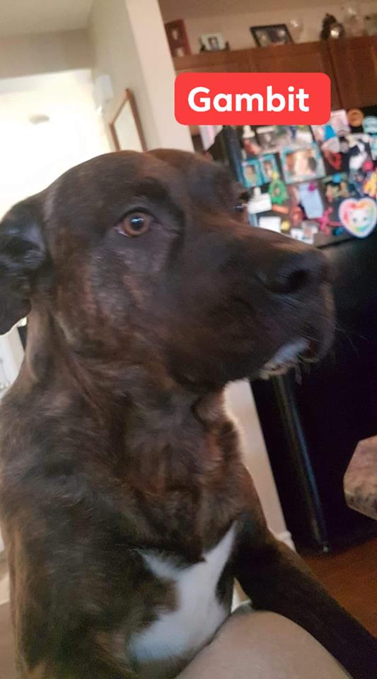 BethpageHomes's tweet photo. Meet some of our Dog of the Day winners! Have any fur babies that you want entered? Visit our Facebook page and find out how to enter into the upcoming draw!

https://t.co/DDapzFPUXJ

#dog #contest #dogoftheday #stalbert #yeg #homebuilder https://t.co/7yQIsPB6eB