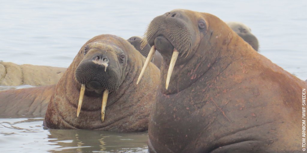 WWF's tweet photo. Did you know walrus make many strange underwater sounds - one of them is like a low-pitched church bell! #OurPlanet https://t.co/5ds7Cfy3EF