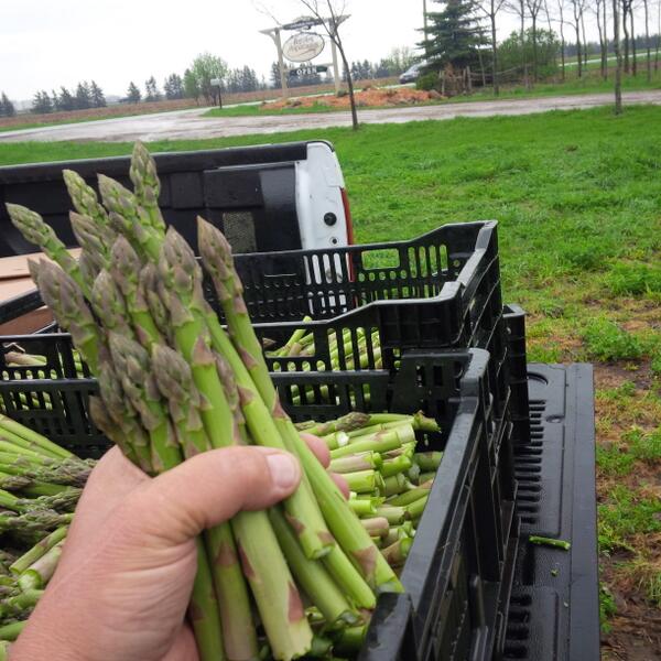 Barrie's Asparagus tweet media