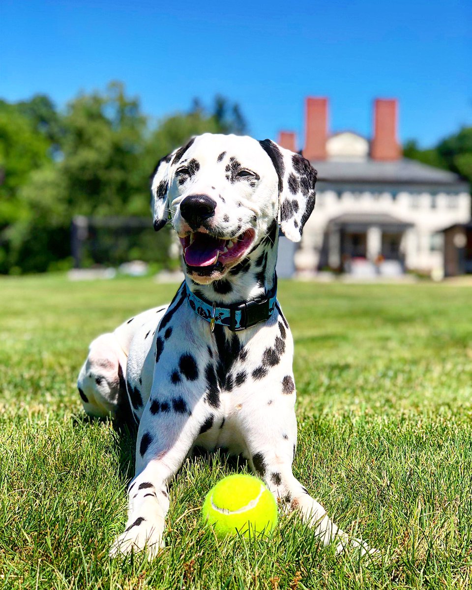 erniespotted's tweet photo. Y’all, the @cover app is so spot on! I had bladder stones earlier this year and it was such a relief that my dads had #petinsurance. So, whether you’re shopping for insurance for the first time or looking for a better rate, the Cover app… has you covered. 😁 #dogs #insurance https://t.co/11P6GcCijJ
