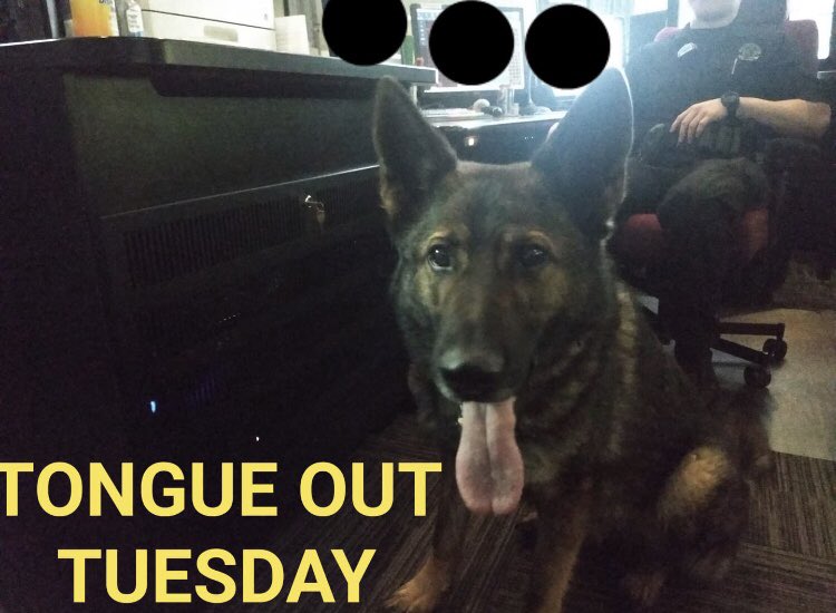 WCSOIndiana's tweet image. 🐾 It's TONGUE OUT TUESDAY!!! This morning, K-9 Leo stopped in to give some of his dispatchers two paws up and say thanks for all they do. 🐾#WCSOK9 #K9Leo #TongueOutTuesday #NationalPublicSafetyTelecommunicatorWeek