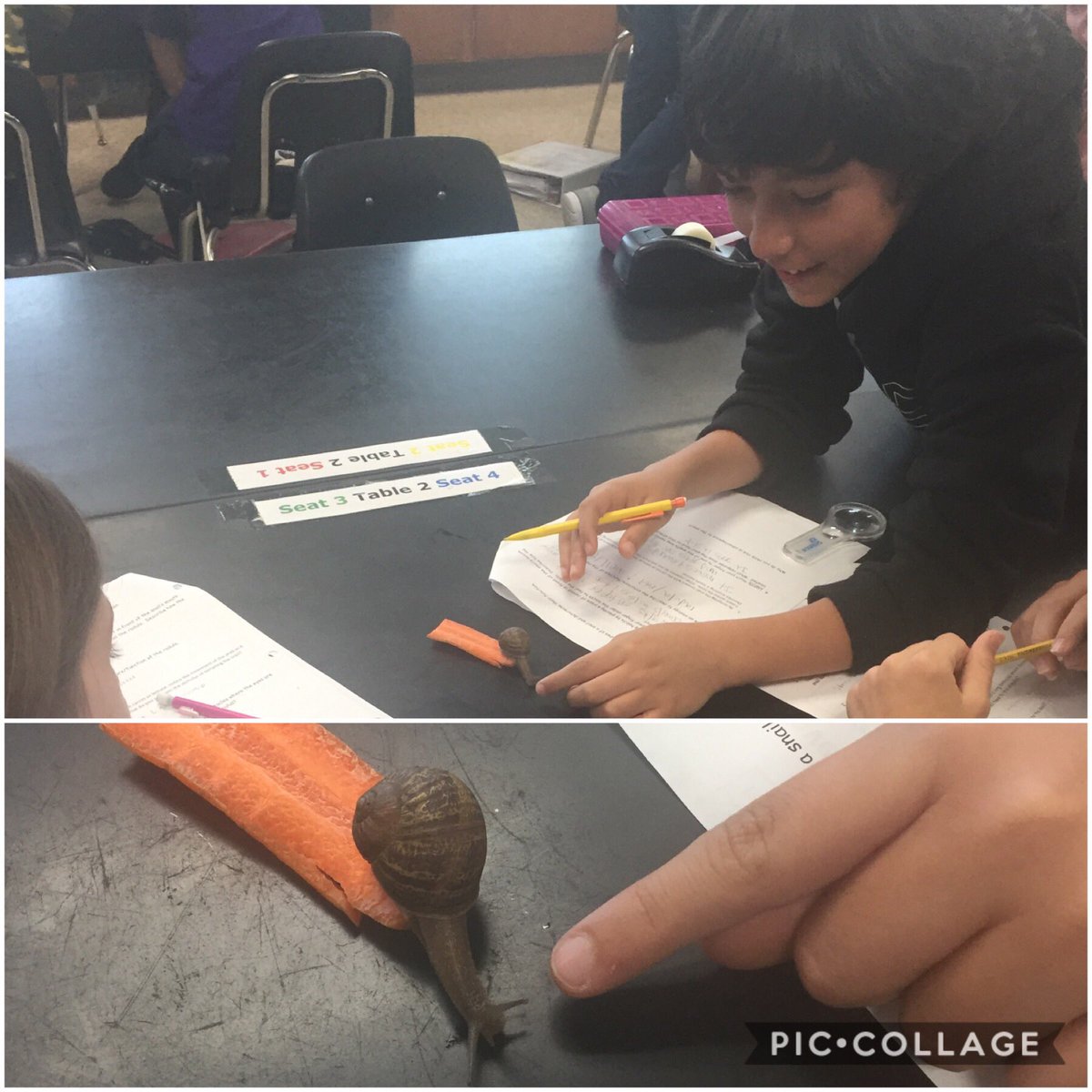 RiceMSHurley's tweet photo. Observing snails today. #adaptations ⁦@RiceMSRavens⁩ https://t.co/sh3w9mE5wZ