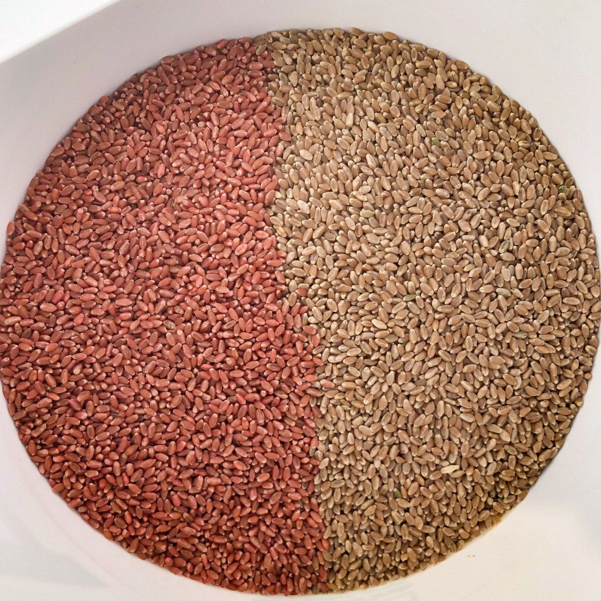RGerrard20's tweet image. DYK: seedlings start with a 3 didget yield potential &amp;amp; loose yield from there. Don't let seedling disease be one of the reason you loose yield @CoopAgroWetask @Coop_Ag #plant19 #treatyourseed