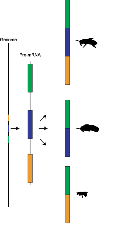 Purdue Ecology & Evolutionary Biology tweet media