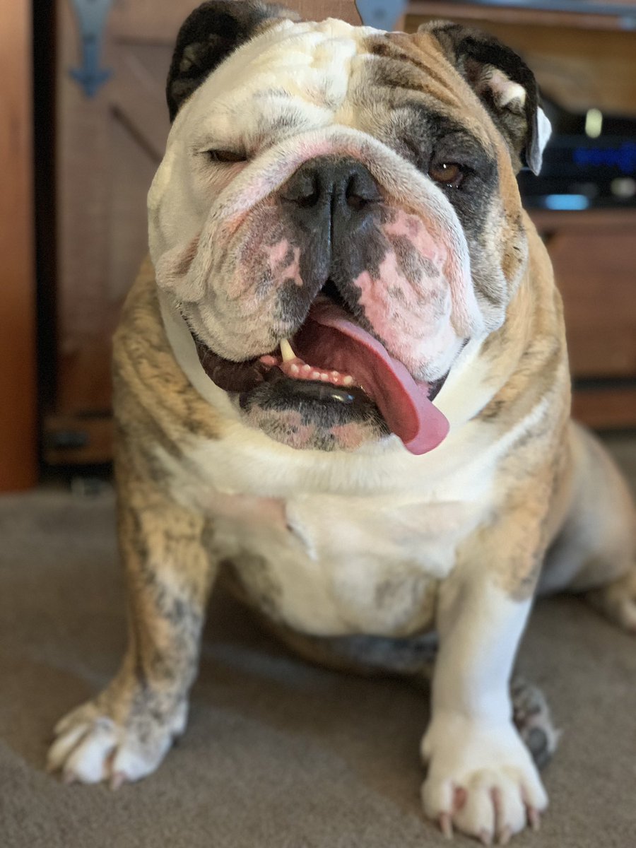 reuben the bulldog breeder