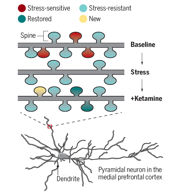 anna_beyeler's tweet photo. Impressive longitudinal analysis of ketamine antidepressant action in mPFC by @RachelModa, @_DrOctothorpe_  et al. https://t.co/xLKHm8qANX

Honored to have written a perspective on their foundational work https://t.co/ZoBPLqzYbj

@sciencemagazine @NIMHgov https://t.co/rxJJl4t58U