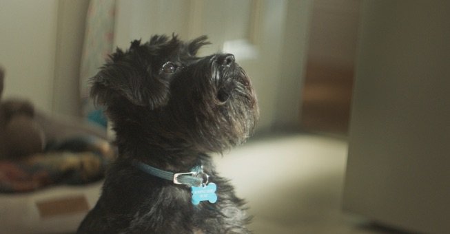 In <a href="/butchersdogfood/">Butcher's Dog Food</a> first tv ad in 5 years <a href="/joe_parsons/">theparsonsknows</a> latest spot reflects and celebrates the relationships we form with our loyal companions to become a mans best friend. Directed by Katie Bell at PSONA Films #TARverymuch #NewWork #Butchers 

bit.ly/2GrTONK