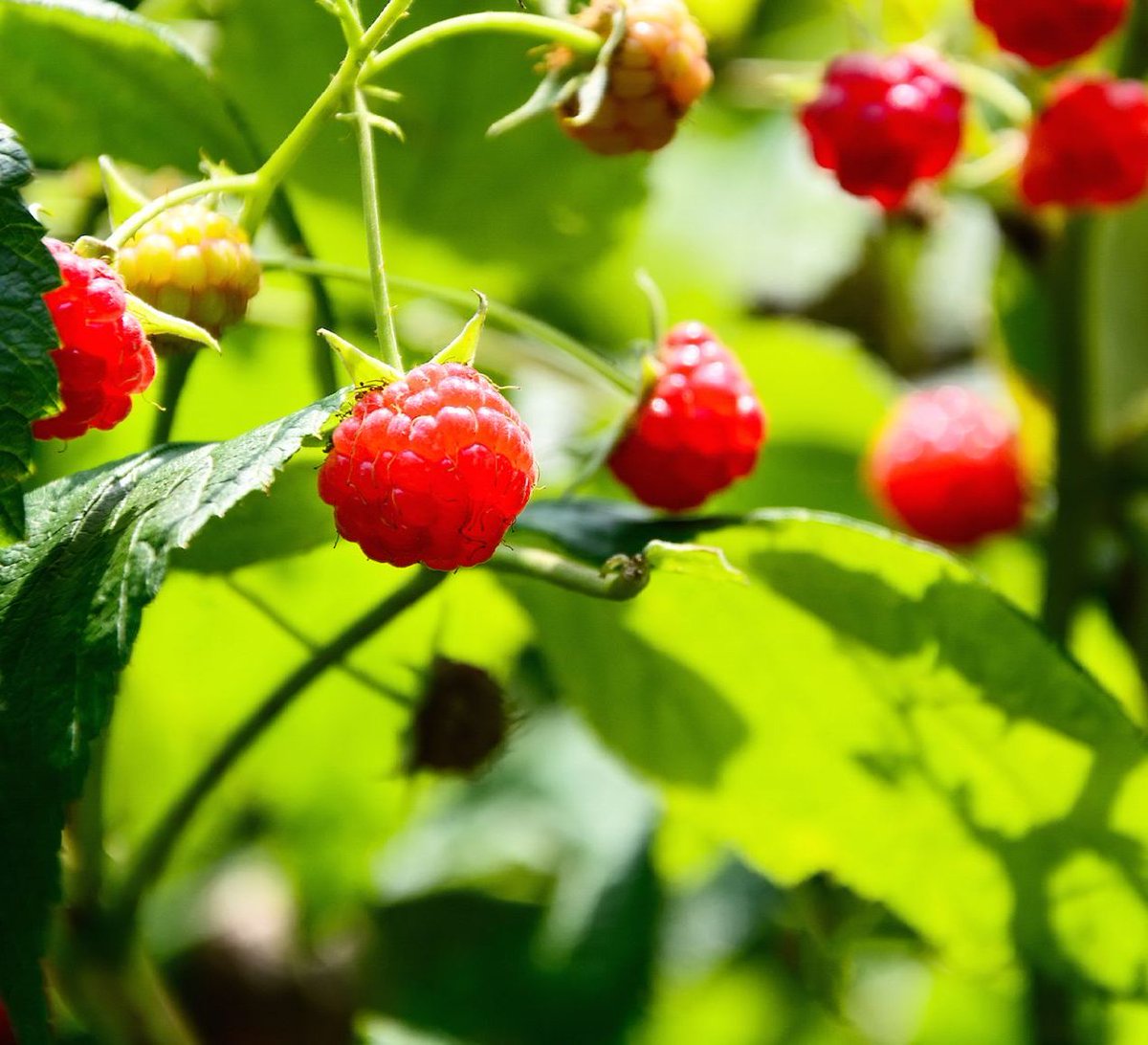 Red Raspberries contain strong antioxidants such as Vitamin C, quercetin and gallic acid that fight against cancer, heart and circulatory disease and age-related decline!
#BigAppleSmoothie #Raspberries #Health