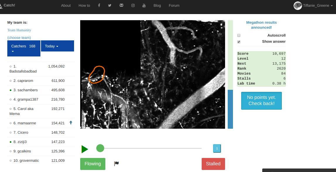 SteakPhillyg's tweet photo. @eyesonalz #taysci4 #Megathon #CitSciDay2019 #CitSci #StallCatchers
Here's how I'm doing so far on Stall Catchers. I look forward to getting further as well. While a little complicated at times, it's really fun, and I would definitely recommend giving it a try if you have time. https://t.co/qPsG1D9vqY