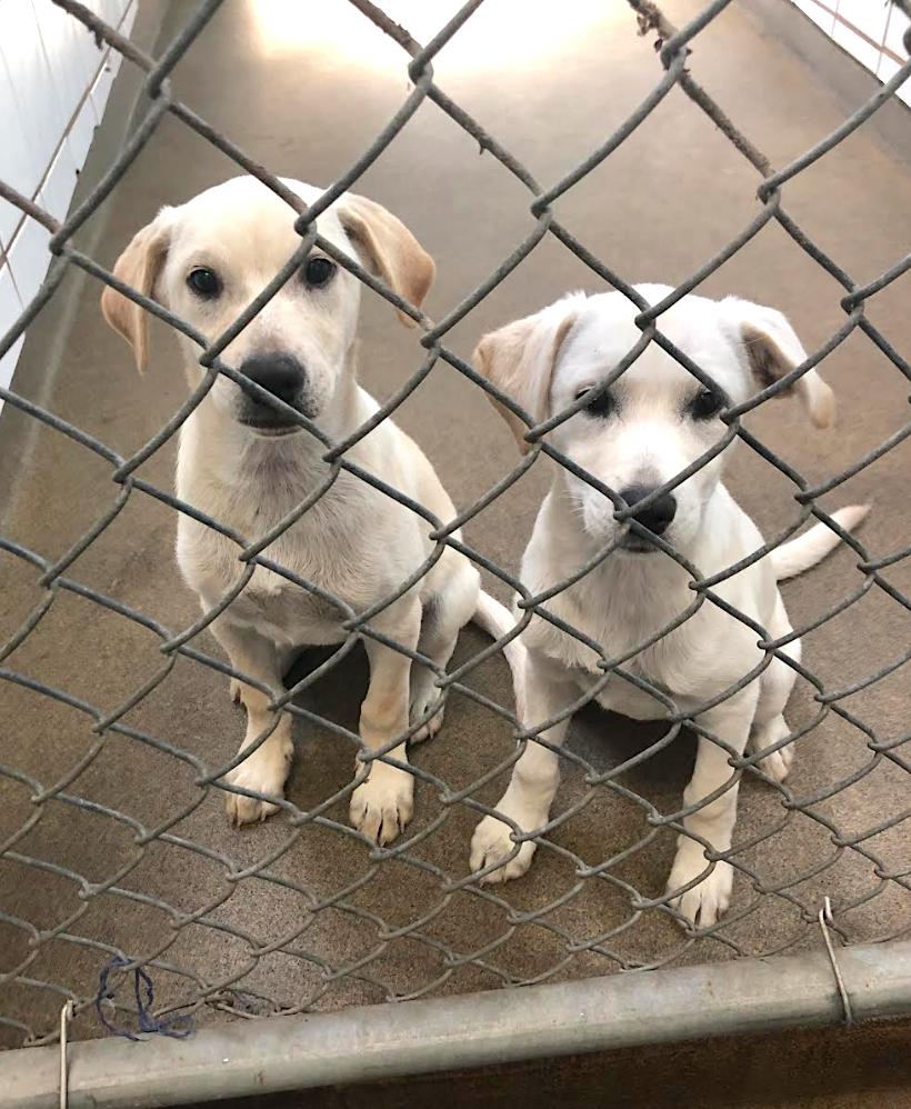 TriCounty Humane tweet media