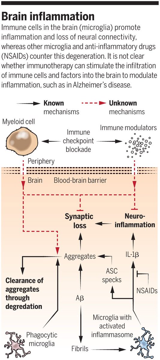 Can #immunotherapy help tackle #neurodegeneration? So far, these treatments haven’t been found to reverse the effects of those diseases—but new findings could present a path forward. fcld.ly/uc7e2qo #SciMagPerspective