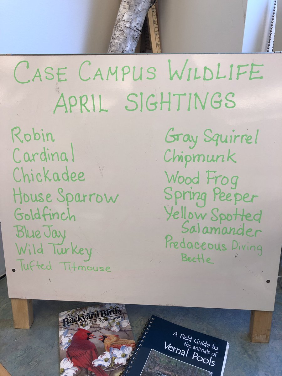 A great month for sightings thus far, and we are only half way through!🙌🏼🐸🐿🦃 #nature #kindergarten