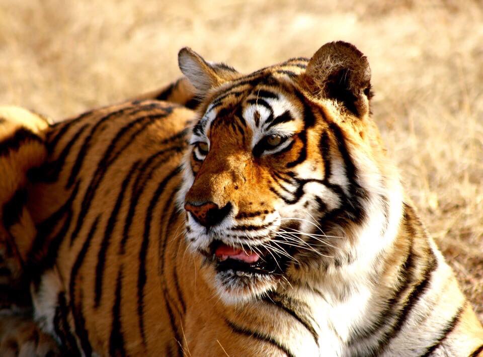 AzureEscapesUK's tweet photo. Amazing 8 night privately escorted India Golden Triangle Tour with a tigers of Rajasthan experience from only £1299pp 

Message for further information! https://t.co/1TOYoy428q