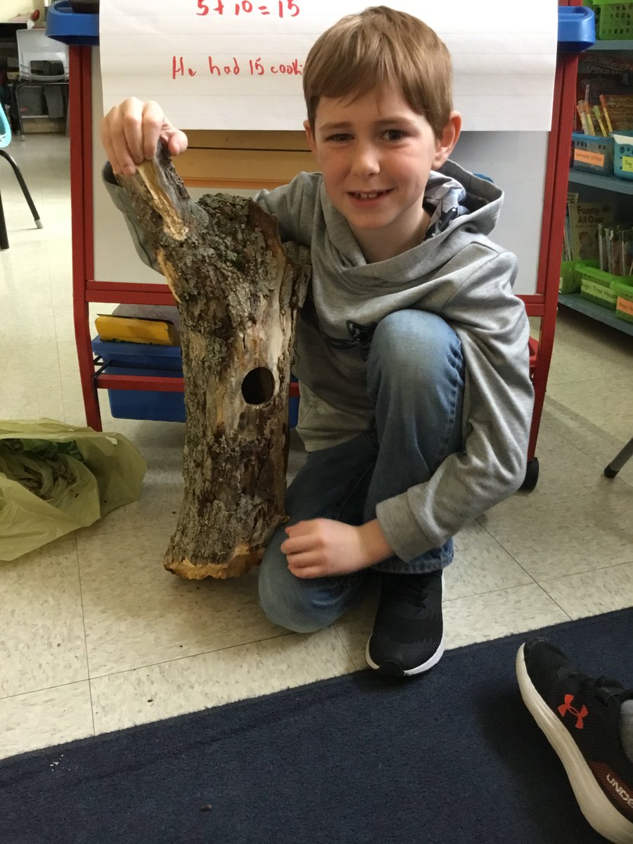 mrsdebertin's tweet photo. Thank you to Liam for lugging in this tree branch that he found on his lawn. Great discussions about animals, habitat, life cycles. We found moss &amp; lichen that we saw on the @Meduxnekeag trail. Thanks for extending our learning, Liam! https://t.co/AU0Zt6te2z