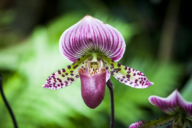 OurCaptivaLLC's tweet photo. It's National Orchid Day ๐ฎ๐ต๐ธ
Captiva's tropical environment is an ideal growing location for orchids of all sorts.
#ourcaptiva #nationalorchidday #tropicalflowers https://t.co/20sy1DlYZz