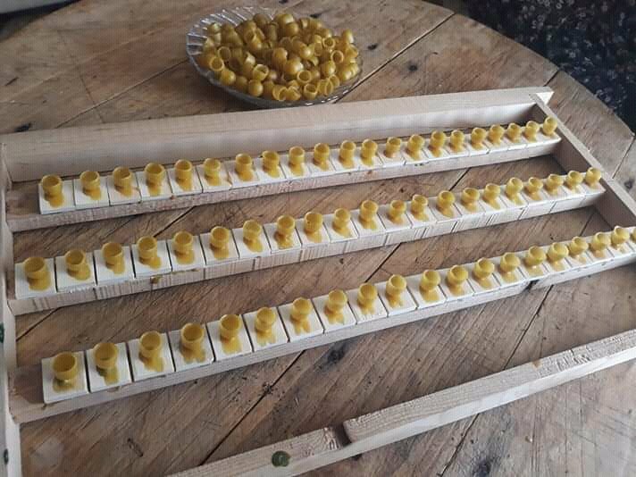 2019 #AnaArı Üretimi İçin Hazırliklarımız Devam Ediyor
#Belfast
#Karniyol
#Kafkas
#Anadolu