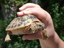 StevenApplebau2's tweet photo. @CarolGr71771646 @IlhanMN Hope, Gerry did always respond well to stern punishment. I'll never forget the day we brought him home and used him as our puck while playing floor hockey with our kids!!!! https://t.co/Dg13m6Z2fH