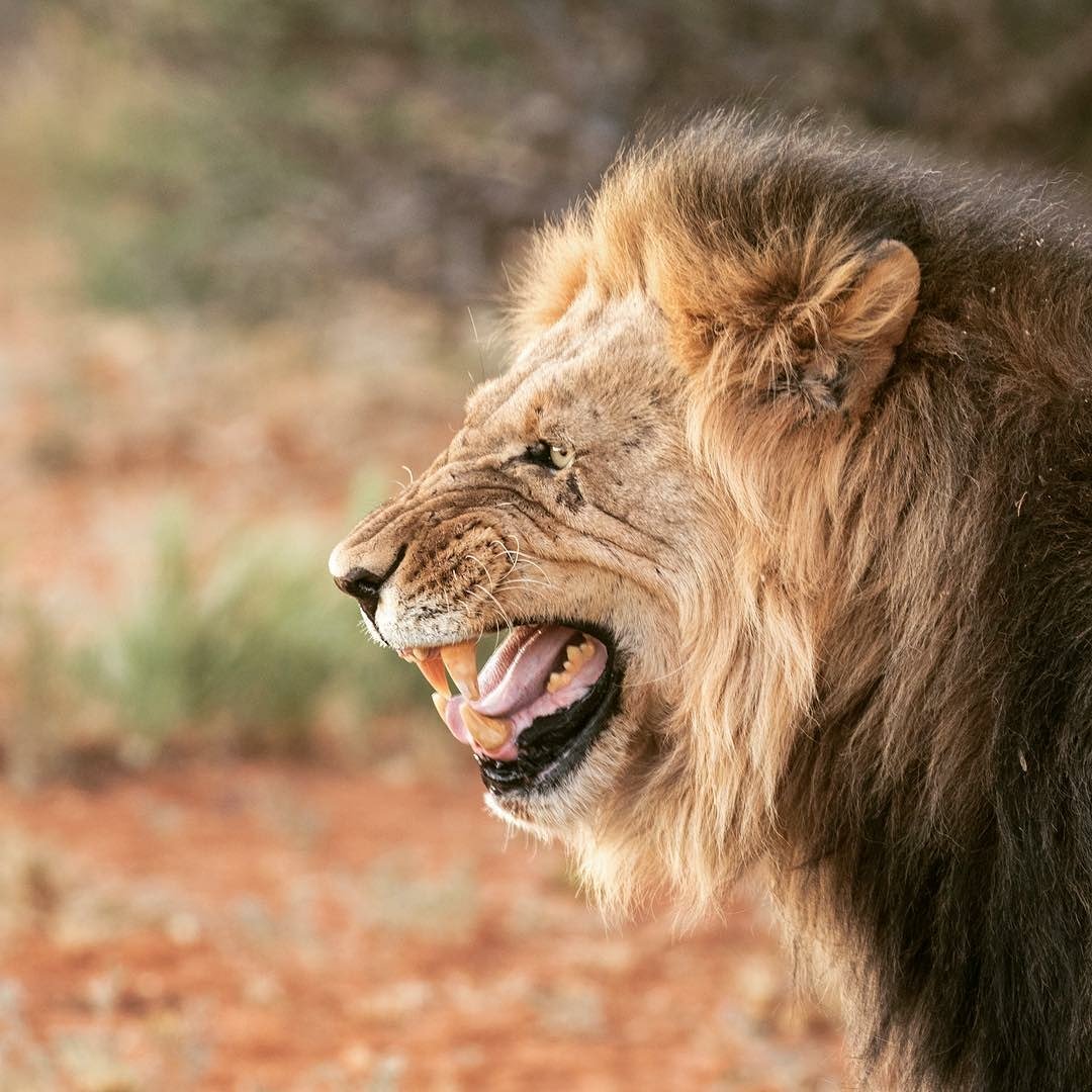 A lion displays the Fleming grimace as he takes in the scent of a lioness  using the Jacobson organ on the palate of his mouth to assess if she's in  estrus and, image size:1080x1080