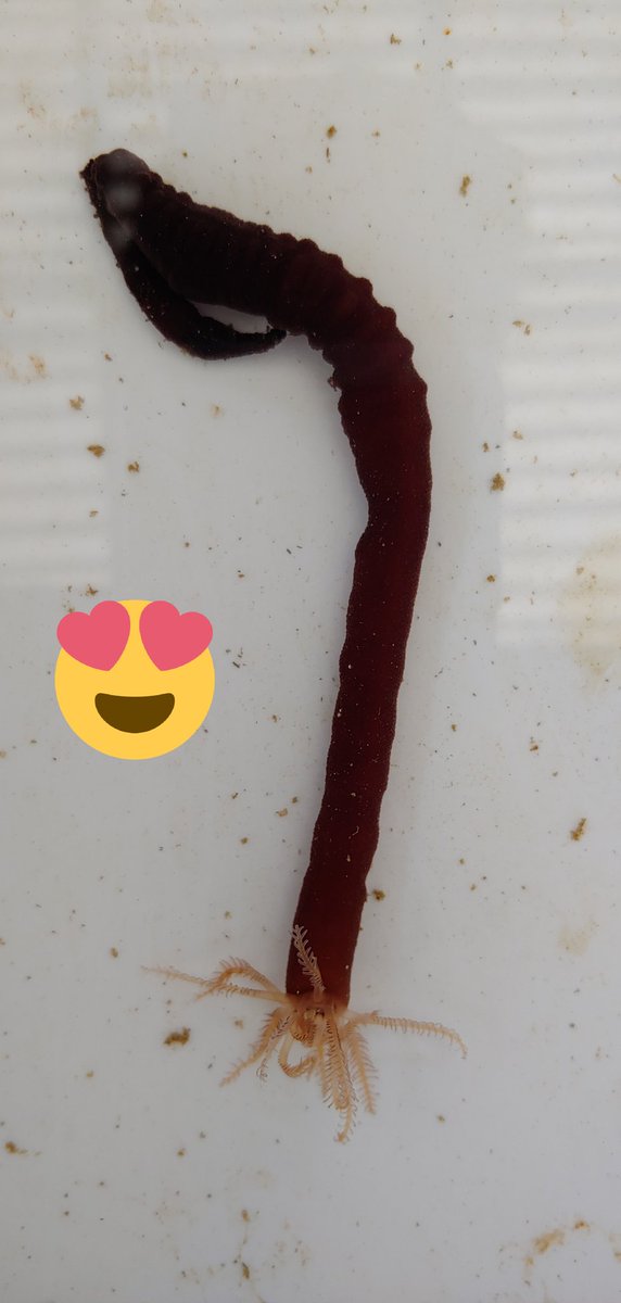 Brendan Cornwell tweet media