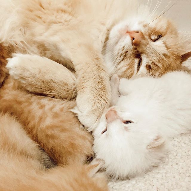 We discovered six sweet strays sleeping in our bushes this weekend. We are now the foster family for this mama and her five tiny kittens. Lydia Grace has been hoping and praying for a cat. She must have been hoping REALLY hard because for the next severa… bit.ly/2XnRL33