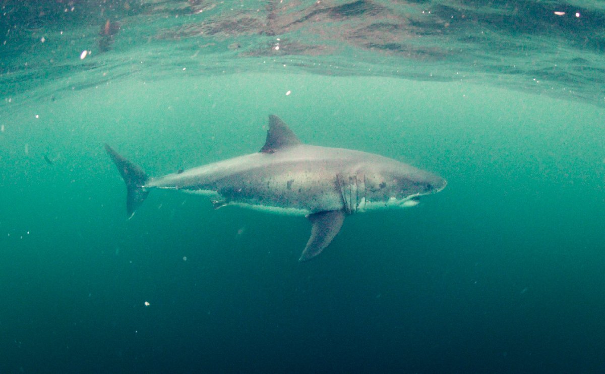A white shark named Middle Notch for the notch on its dorsal fin cruising off the Farallon Islands