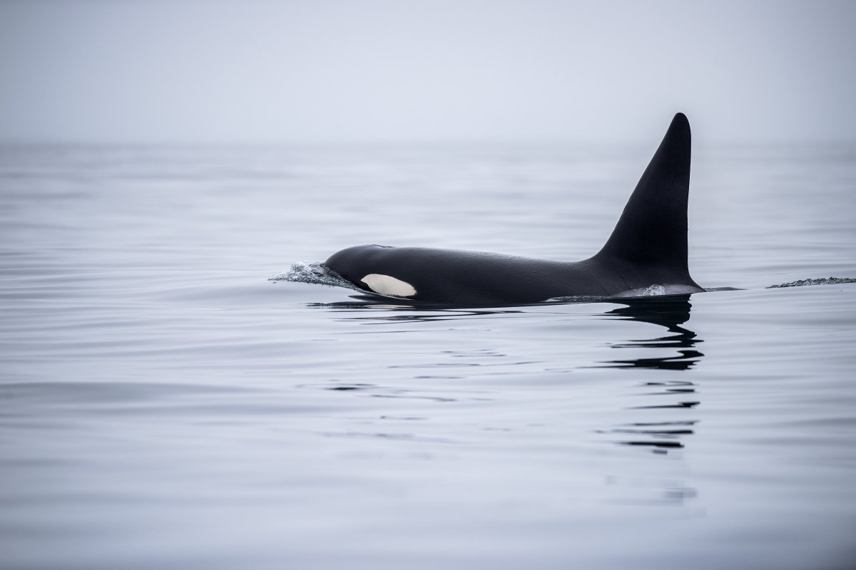A male orca surfacing in Monterey Bay
