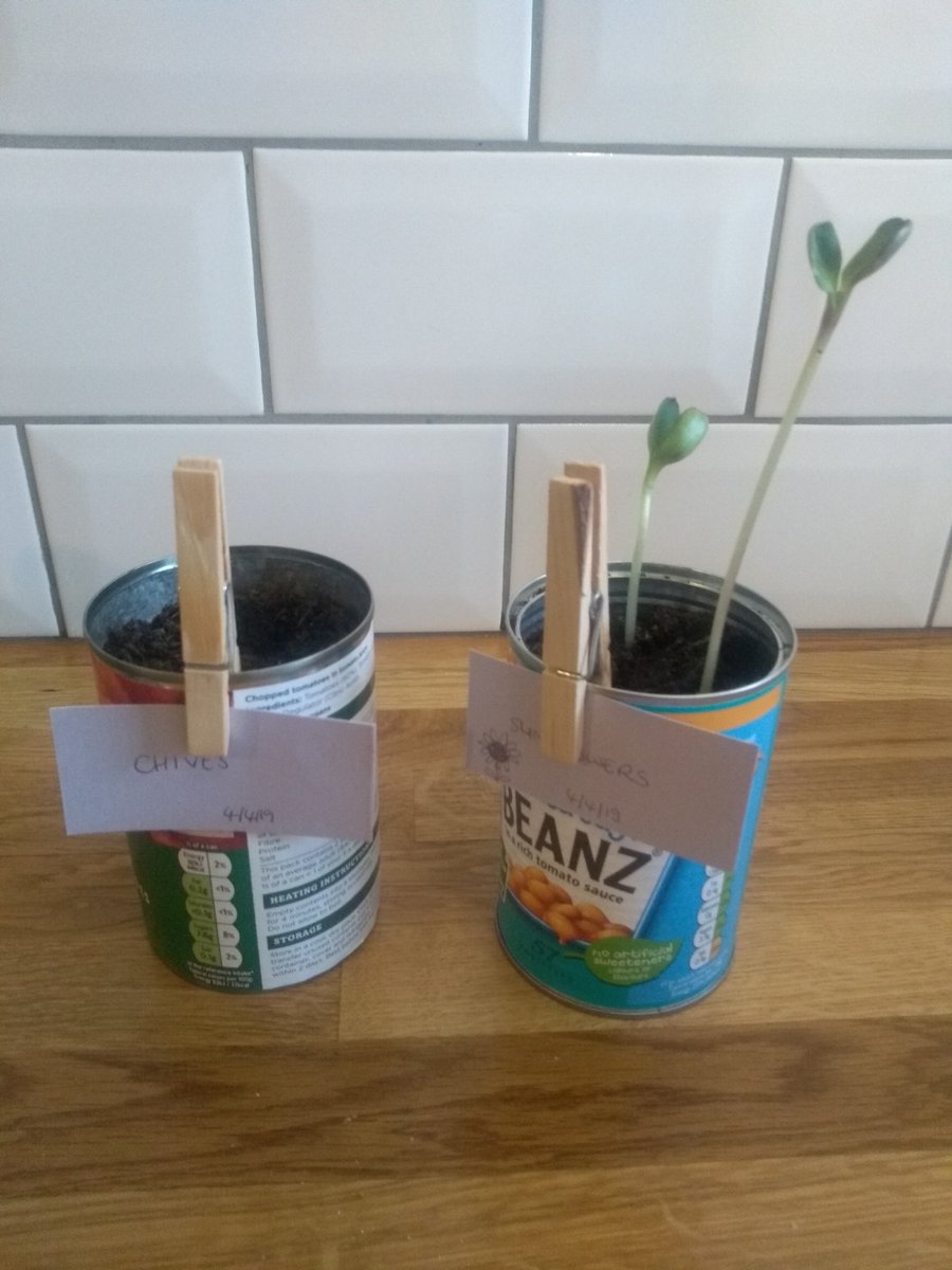 Hey @Tootingwcfolk my sunflowers are growing! 😁 How are yours looking? 🌱🌞💧🌻 #welcometowoodcraft