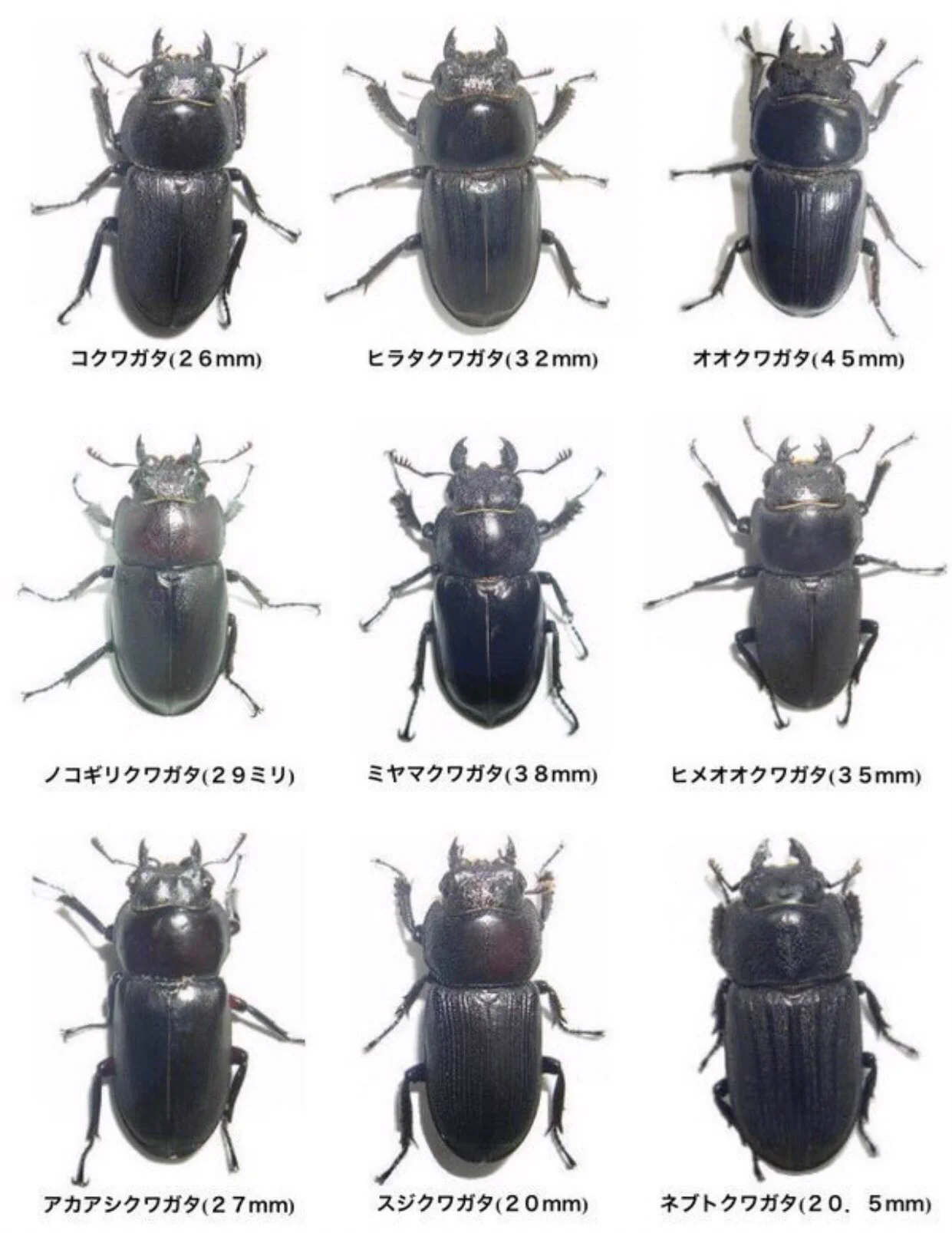 ギャルの顔が同じに見えすぎてクワガタ並に見分けがつかないww