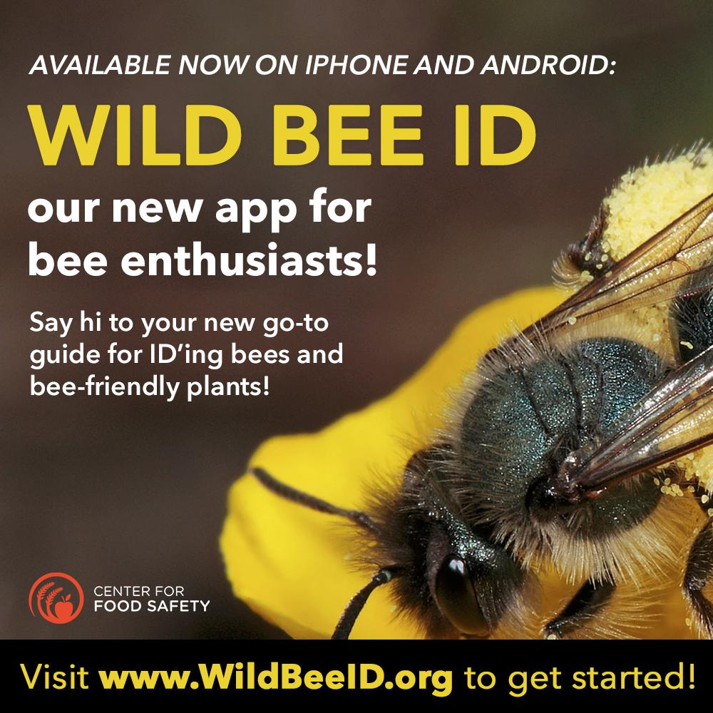 CFSTrueFood's tweet photo. #WildBeeID is HERE! Check out #WBID, our new mobile app and website built to be your go-to guide for ID’ing #bees and bee-friendly plants, creating #pollinator gardens, and learning how to get involved in the fight to protect these critical species >> https://t.co/KuJhioRA1F https://t.co/FDHOe7y9K6