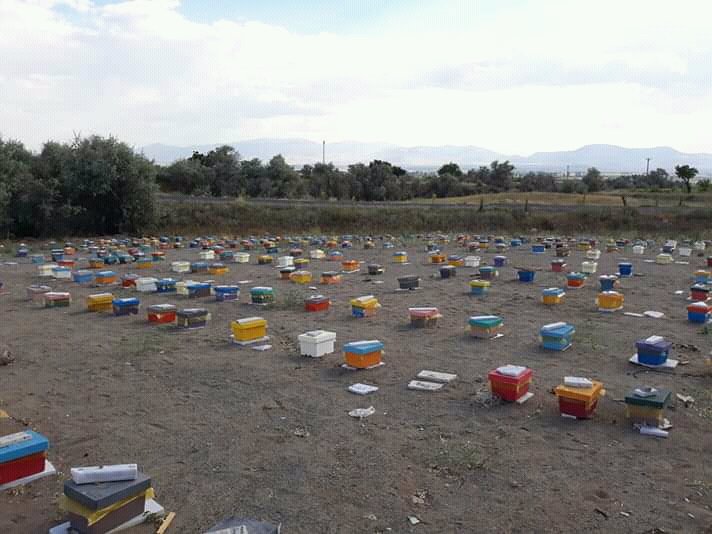 #AnaArı Üretim Ünitemiz
Satışlarımıza 20 Nisan Gibi Çukurova Bölgesinden Başlayacağız İnşallah