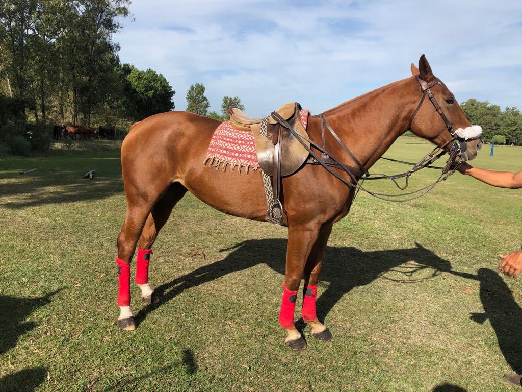 RNPC_Polo's tweet photo. El jueves en el remate a cargo de @indarteycia y Coco Morales van a estar entrando a la venta estás potrancas, cría de @pelonstirling de La Esmeralda.
Todos son caballos JUGADORES del torneo Semana Santa 2019.

Los esperamos el jueves a las 19:00 hs.

#rionegropoloclub #rnpc https://t.co/QIGZ4MRIHy