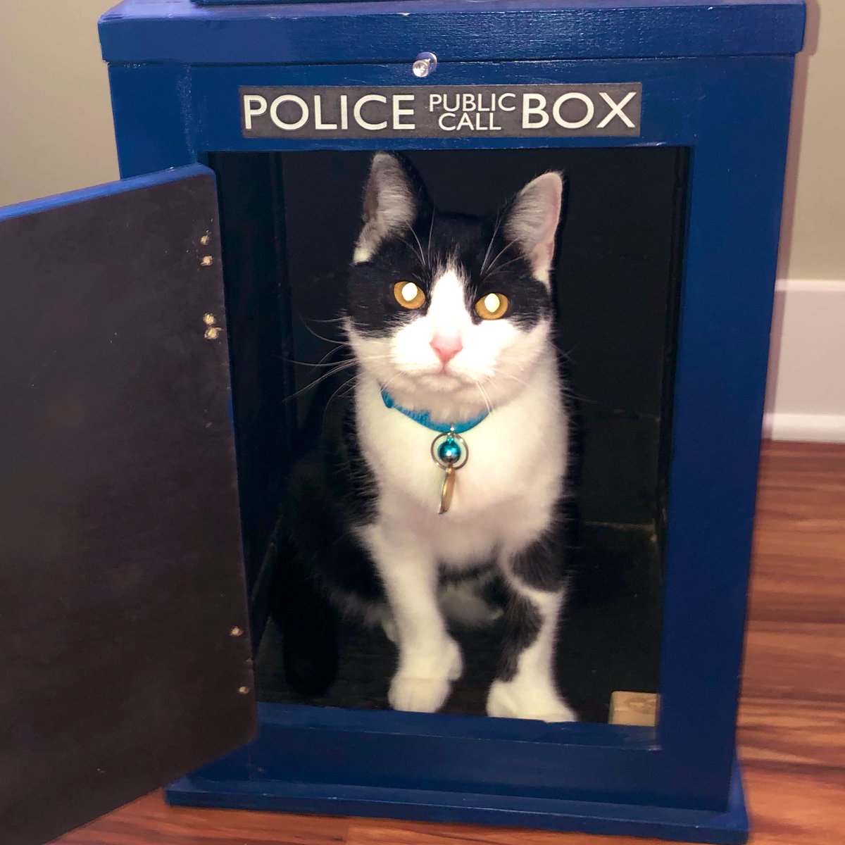 JaneKMeowling's tweet photo. I’m just saying I’d make a good Doctor if they wanted to make the next one a cat. #DoctorWhoCat #janekmeowling #DoctorWho #CatsOfTwitter #meow https://t.co/6KHDH4y9OS