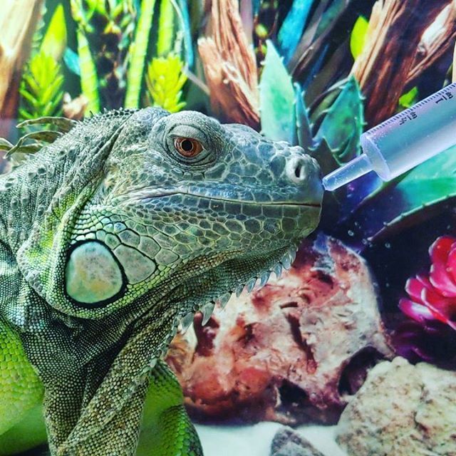 ChrisPrimeish's tweet image. bit.ly/2GjvlZF Mornin' #mlems and a #boop with #Rupee the #greeniguana💧 👉🦖♥️