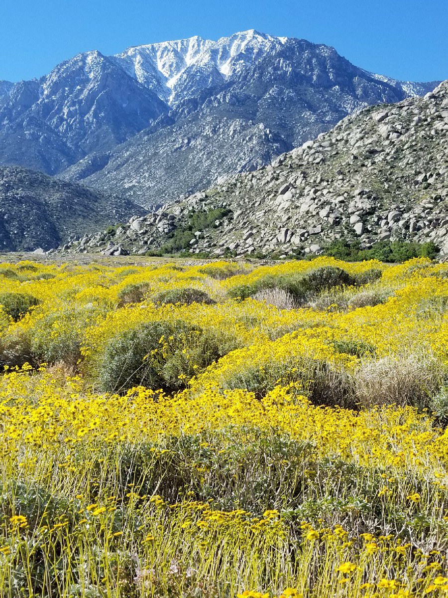 Encelia flowers create a yellow foreground for the north face of Mount San Jacinto. Encelia, also known as brittlebush is a perennial shrub &amp; serves as a dramatic grand finale for the desert's wildflower season. #TracktheBloom #DiscovertheDesert
