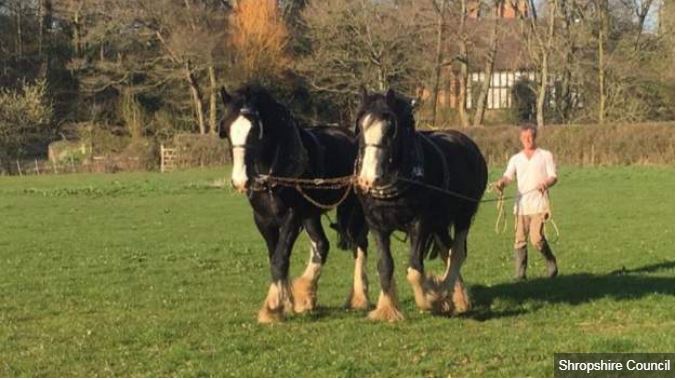 BBCShropshire's tweet photo. There's a new pair of shire horses at Acton Scott https://t.co/Nb6J8VhB9V https://t.co/tfQwBD68pZ