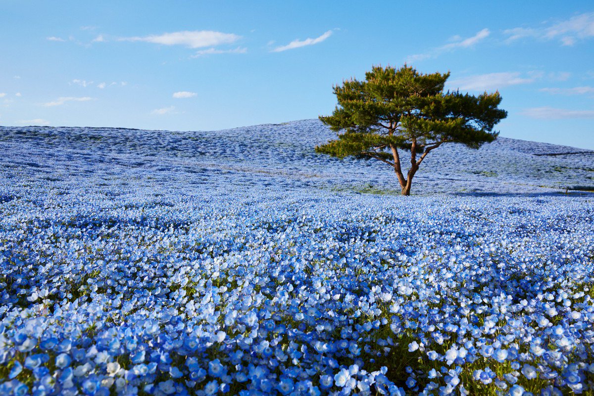 Omniverse9's tweet photo. 🌺💜🌺
A flower does not think of competing with the flower next to it.
It just blooms.

Zen Shin 
 (RT @ramblingsloa ) https://t.co/pGjotk1H6g